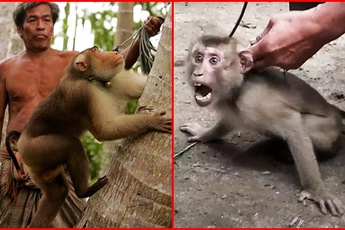 Xót xa chú khỉ con bị bắt cóc khỏi mẹ, hằng ngày phải hái 1.000 trái dừa theo ý chủ