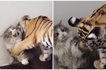 Lao vào làm quen, chú hổ hoảng sợ khi bị mèo nhà tấn công, tát liên tục và cái kết khiến CĐM ngỡ ngàng