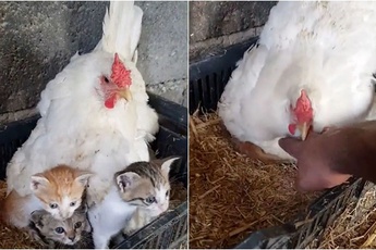 Thấy mèo mẹ kiệt sức, tử vong sau sinh, gà mái thương xót, "ấp" hộ đàn con khiến CĐM cảm động