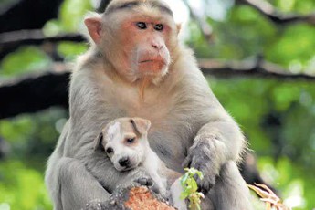 Cả bầy khỉ xuống núi, hung hãn tìm và “khủng bố” chó con, người dân khiếp đảm phải xin trốn vào rừng