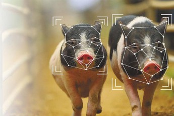 Bị kìm kẹp quá đáng, tập đoàn công nghệ hàng đầu thế giới chuyển sang…. chăn lợn