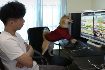 Sáng nhất TikTok hôm nay, “cẩu” game thủ chiếm trọn spotlight với hai clip chơi game cục súc