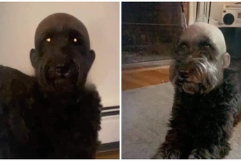 Đè đầu cún cưng ra "cạo trọc", cô gái thu về thành quả không dám nhìn, cộng đồng mạng chỉ biết bật cười trước style mới