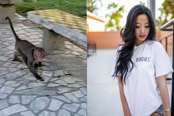 Nữ streamer bàng hoàng vì bị một chú khỉ cướp đồ ăn, thưởng thức trước mặt như để trêu tức trên sóng