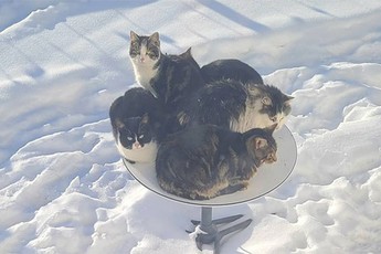 Chảo vệ tinh Starlink của Elon Musk trở thành nơi sưởi ấm lý tưởng của lũ mèo