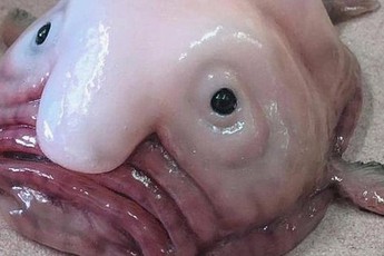 Cá giọt nước - "loài động vật xấu nhất thế giới" bị hiểu nhầm về hình dạng kỳ dị suốt bao năm
