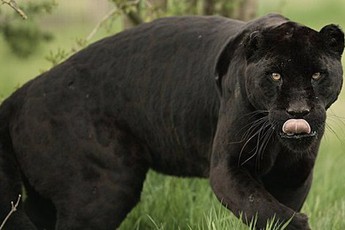 Những sự thật bất ngờ về Black Panther - báo đen!