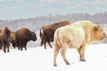 Vì sao bò rừng trắng được coi là biểu tượng thiêng liêng của bộ tộc Lakota?