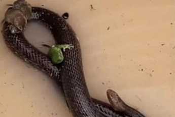 Netizen kinh ngạc khi chứng kiến rắn cứu chuột và ếch khỏi bị chết đuối