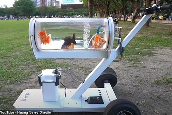 YouTuber thiết kế bể cá di động để có thể dắt những con cá vàng cưng của mình đi dạo