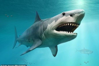 Cá mập trắng có thể đã góp phần đẩy siêu cá mập Megalodon đến diệt vong