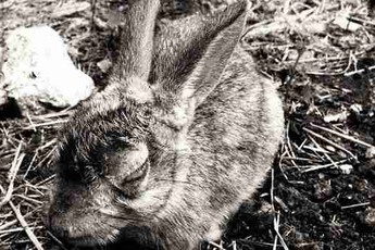 Cuộc truy diệt thỏ lớn nhất lịch sử nhân loại: Khi virus không còn tiến hóa theo lối mòn