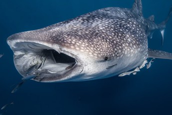 Loài cá mập lớn nhất thế giới hóa ra không phải là loài chỉ biết ăn thịt?