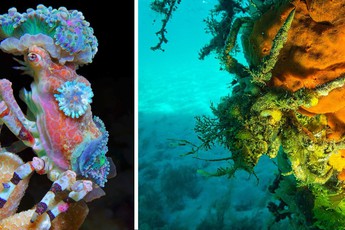 Cua Decorator: Những loài "tắc kè hoa" dưới đáy biển