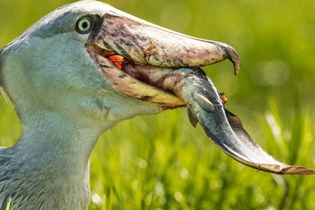 Loài chim hung tợn nhất thế giới: Là thiên địch của cá sấu, sở hữu bộ mặt "khó ở" đủ biết phải tránh xa