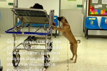 Cảnh chú chó "chăm" chủ nhân khi nhập viện, nửa bước không rời, hút triệu view