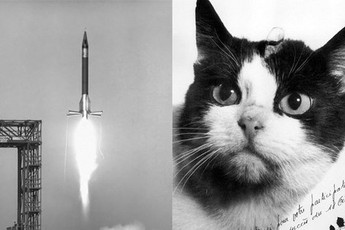 Câu chuyện về chú mèo duy nhất bay thành công vào vũ trụ: Sống sót trong vận tốc gấp 5 lần âm thanh nhưng chết dưới bàn tay con người
