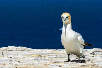 Chuyện của chú chim cô độc nhất thế giới: Dành cả cuộc đời để yêu đương với một khối bê tông vì không có bất kỳ người bạn nào bên cạnh