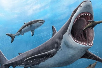 Tìm ra manh mối mới giải thích lý do siêu cá mập sát thủ Megalodon tuyệt chủng