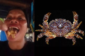 Nữ KOL nổi tiếng tử vong sau khi nuốt cua quỷ cực độc trên sóng livestream
