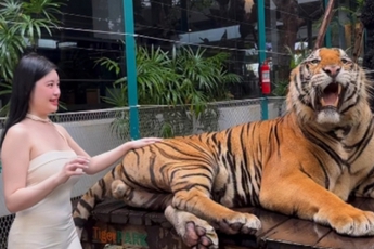 Quay video ngay bên cạnh thú dữ, hot girl khiến người xem "nhăn mặt" vì quá liều lĩnh