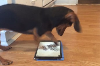 Chết cười với chú chó phát cuồng vì chơi game