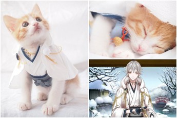 Yêu động vật, cô gái Nhật Bản cosplay cho chú mèo vàng cực dễ thương