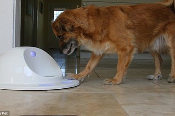 Máy chơi game dành cho chó lại tiếp tục xuất hiện