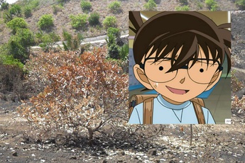 Đọc truyện Conan rồi ứng dụng đi đốt rẫy, trộm tiền của sư