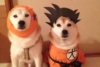 Đến chó cũng được cosplay