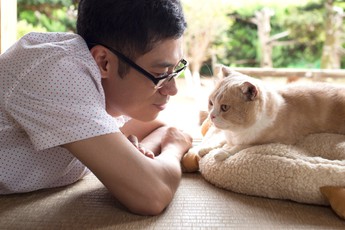 Sắp có phim điện ảnh về những chú mèo Nhật Bản siêu dễ thương