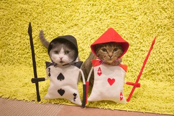 Đến thăm quán cafe mèo cosplay cực dễ thương tại Nhật Bản