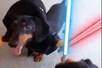 Khi nhân vật chính Star Wars là những chú chó