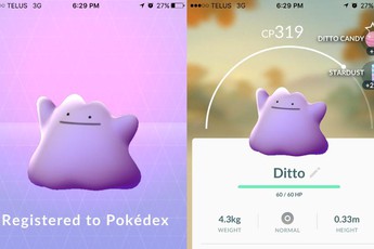 Đây rồi, cuối cùng Ditto trong Pokemon GO đã bị tóm gọn
