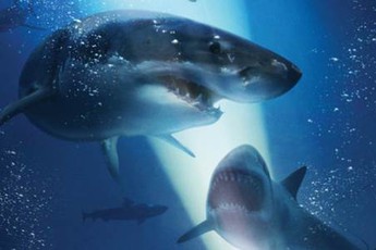 47 Meters Down - Hung Thần Đại Dương, tựa phim đình đám về cá mập chuẩn bị đổ bộ Việt Nam