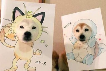 Cười sái quai hàm với chùm ảnh khi bạn là chó nhưng sen lại đam mê Pokemon