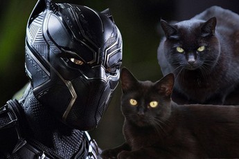 Nhờ Black Panther, tỉ lệ nhận nuôi mèo đen tăng lên chóng mặt