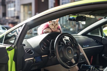 Gặp Torako - "Hoàng thượng" mèo sở hữu cả Lamborghini khiến dân Nhật mắt tròn mắt dẹt