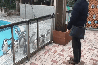 [Vui] Video chim cánh cụt tụ tập xem biểu diễn Yo-yo thu hút 3,1 triệu lượt xem trên Twitter