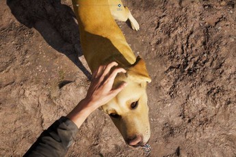 Chỉ bổ sung một tính năng nhỏ nhưng Far Cry 5 đã trở thành tựa game tuyệt vời nhất thế giới với hội yêu chó