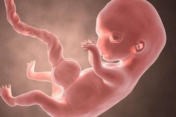 Một dấu ấn kỳ lạ trên thai nhi, 250 triệu năm tiến hóa được tua nhanh trong bụng mẹ