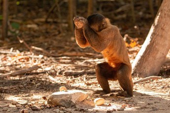Khỉ Capuchin đã âm thầm bước vào thời kỳ đồ đá, chúng sẽ thay thế con người để thống trị trái đất?