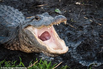 Mỹ: Tội phạm xả ma túy xuống bồn cầu làm cá sấu bị nghiện