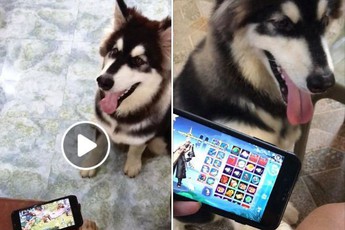 Võ Lâm Truyền Kỳ Mobile: Khi Boss học Sen tập làm game thủ