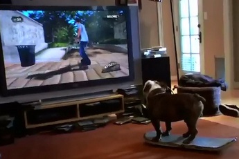 Kinh ngạc trước tài năng của... game thủ chó