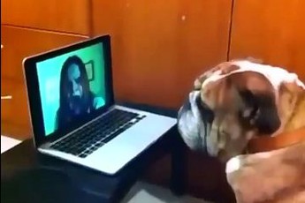 Xem chó chơi game kinh dị