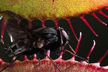 Đồng hồ và bàn cafe biết ăn thịt ruồi, thịt chuột