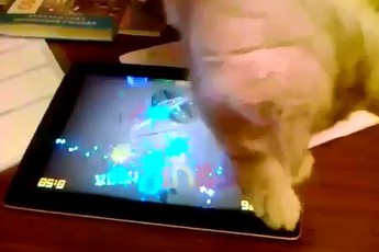 Ngộ nghĩnh chú mèo thích chơi game