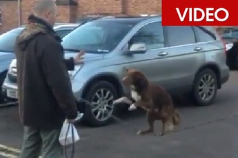 Chú chó giữ thăng bằng trên dây bằng 2 chân