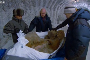 Khám phá ra Voi Mamut 10000 năm tuổi tại Siberia